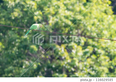 緑色のセキセイインコ電線にとまる野生のセキセイインコ 緑色のセキセイインコ電線にとまる野生のセキセイインコ 116029585