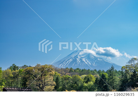 忍野八海から見た富士山の風景(山梨県)の写真素材 [116029635