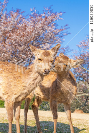 【春】奈良公園　若草山の鹿【桜】 116029859