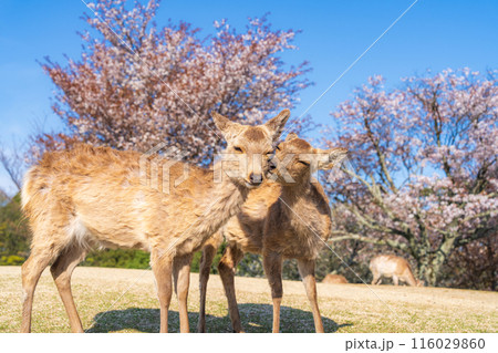【春】奈良公園 若草山の鹿【桜】 【春】奈良公園 若草山の鹿【桜】 116029860