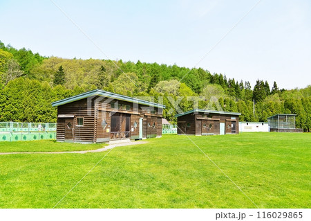 いわみざわ公園のうさぎ小屋風景 いわみざわ公園のうさぎ小屋風景 116029865