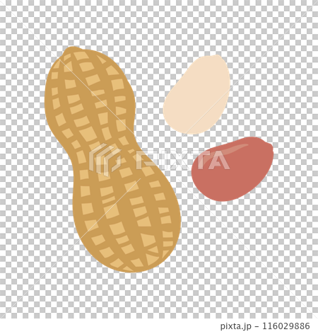 Cute peanut/peanut illustration 116029886