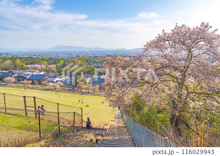 【春】奈良公園 若草山【桜】 【春】奈良公園 若草山【桜】 116029943
