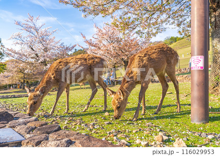 【春】奈良公園の鹿【桜】 116029953