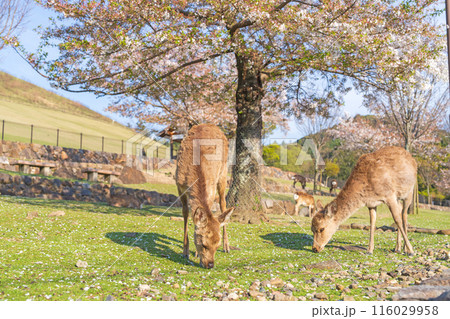 【春】奈良公園の鹿【桜】 【春】奈良公園の鹿【桜】 116029958
