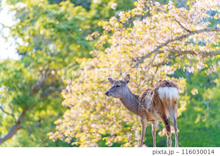 【春】奈良公園の鹿【桜】 116030014