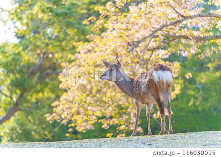 【春】奈良公園の鹿【桜】 116030015