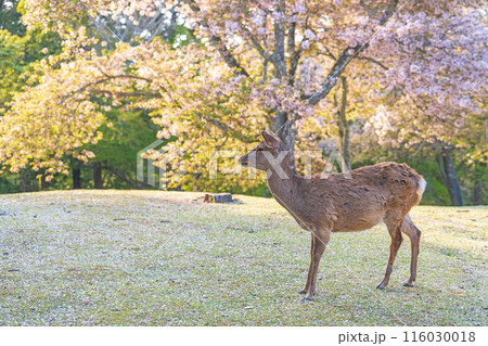 【春】奈良公園の鹿【桜】 116030018