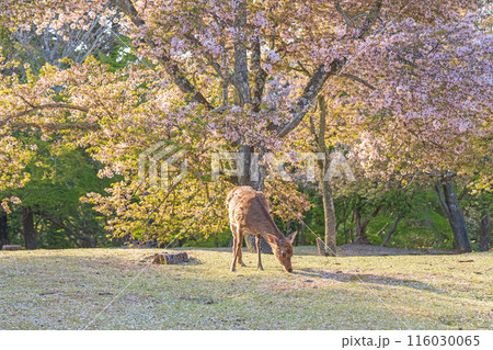 【春】奈良公園の鹿【桜】 116030065