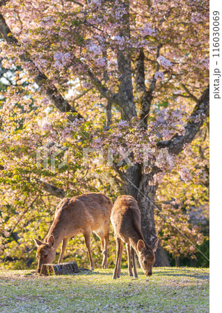 【春】奈良公園の鹿【桜】 【春】奈良公園の鹿【桜】 116030069
