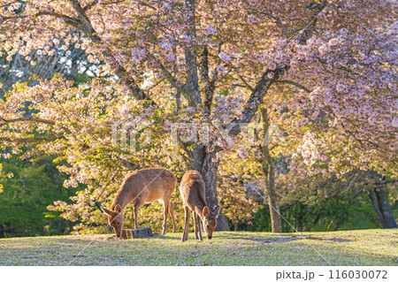 【春】奈良公園の鹿【桜】 【春】奈良公園の鹿【桜】 116030072