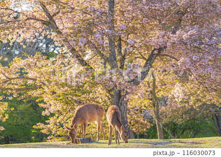 【春】奈良公園の鹿【桜】 【春】奈良公園の鹿【桜】 116030073