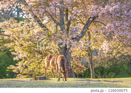 【春】奈良公園の鹿【桜】 116030075