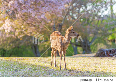 【春】奈良公園の鹿【桜】 116030078