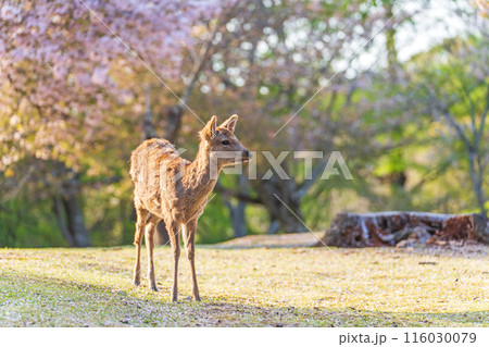 【春】奈良公園の鹿【桜】 116030079
