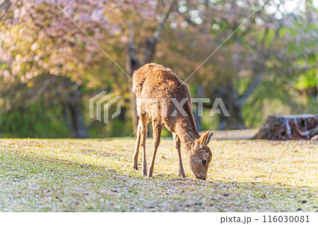【春】奈良公園の鹿【桜】 【春】奈良公園の鹿【桜】 116030081