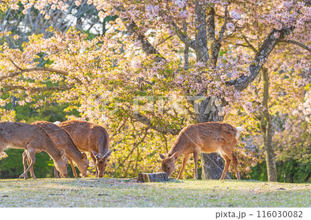 【春】奈良公園の鹿【桜】 【春】奈良公園の鹿【桜】 116030082