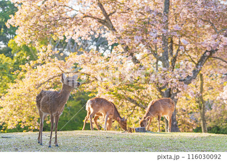 【春】奈良公園の鹿【桜】 116030092