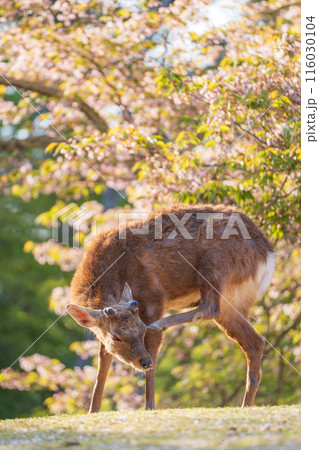【春】奈良公園の鹿【桜】 【春】奈良公園の鹿【桜】 116030104