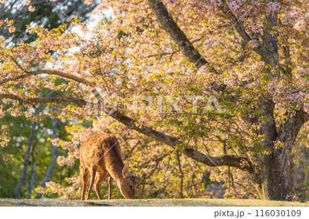 【春】奈良公園の鹿【桜】 116030109