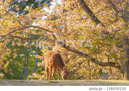【春】奈良公園の鹿【桜】 116030110