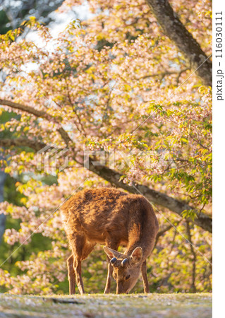 【春】奈良公園の鹿【桜】 116030111