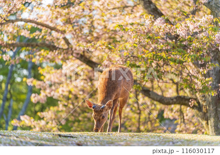 【春】奈良公園の鹿【桜】 【春】奈良公園の鹿【桜】 116030117