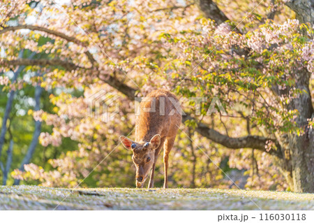 【春】奈良公園の鹿【桜】 【春】奈良公園の鹿【桜】 116030118