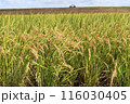 稲穂の実る季節 116030405