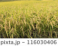 稲穂の実る季節 116030406
