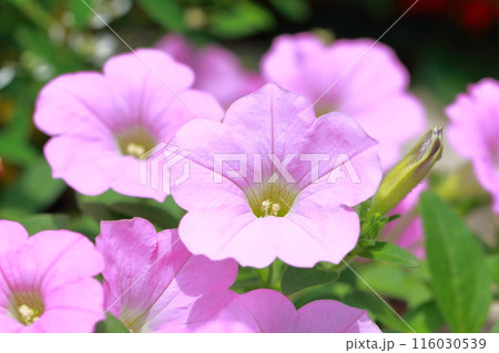 ピンク色のペチュニア 116030539