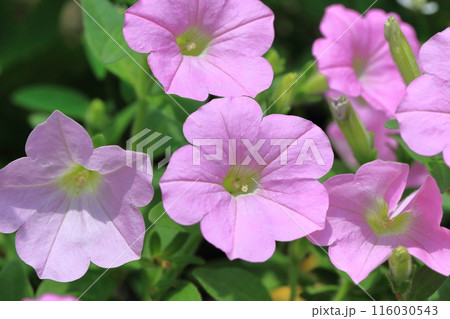 ピンク色のペチュニア 116030543