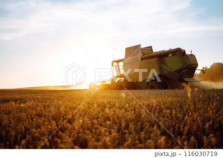 Modern industrial combine harvester harvests wheat cereals on a summer day. Rich harvest concept. Modern industrial combine harvester harvests wheat cereals on a summer day. Rich harvest concept. 116030719