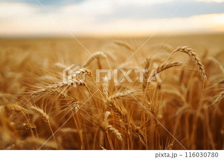 Golden spikelets of wheat in the field at sunset. Agricultural concept. Harvest nature growth. 116030780