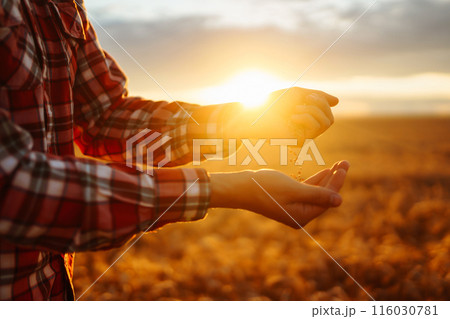 Farmers hands pour grain into field from hand to hand. Agriculture, gardening or ecology concept. 116030781