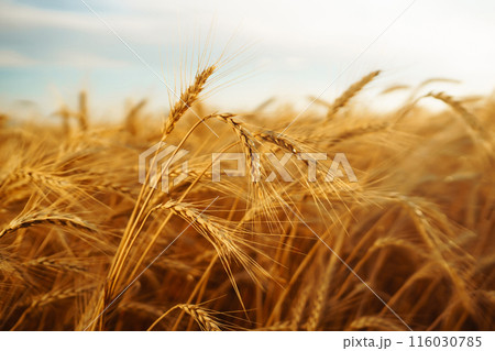 Golden spikelets of wheat in the field at sunset. Agricultural concept. Harvest nature growth. Golden spikelets of wheat in the field at sunset. Agricultural concept. Harvest nature growth. 116030785