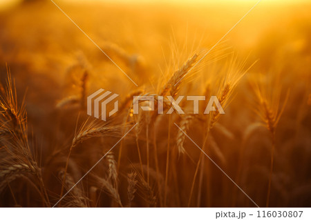 Sunbeams of the setting sun on a golden wheat field. harvest nature growth. Harvesting. Sunbeams of the setting sun on a golden wheat field. harvest nature growth. Harvesting. 116030807