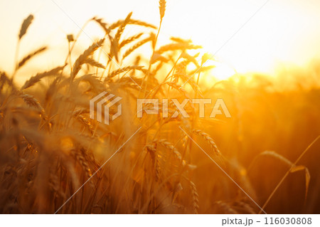 Sunbeams of the setting sun on a golden wheat field. harvest nature growth. Harvesting. Sunbeams of the setting sun on a golden wheat field. harvest nature growth. Harvesting. 116030808