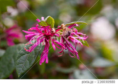 Botanical collection, pink flowers of Loropetalum chinense close up Botanical collection, pink flowers of Loropetalum chinense close up 116030980