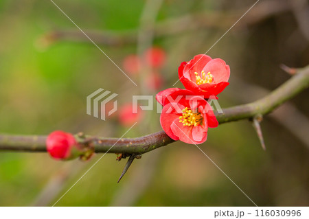 Red flowers of Chaenomeles x superba Grenade on a branch in the garden, selective focus. Beautiful spring-summer background with red flowers Red flowers of Chaenomeles x superba Grenade on a branch in the garden, selective focus. Beautiful spring-summer background with red flowers 116030996