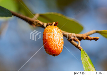 close up Elaeagnus pungens is a species of flowering plant in the family Elaeagnaceae 116031022