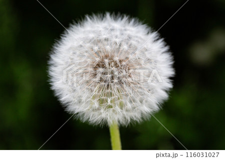 Closed Bud of a dandelion. Dandelion white flowers in green grass. 116031027