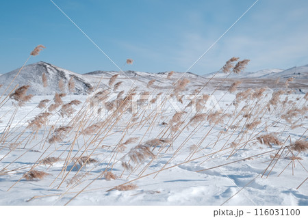 Winter landscape with reeds, lake and mountains Winter landscape with reeds, lake and mountains 116031100