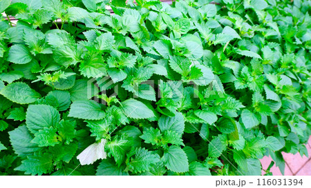 シソ畑 香辛野菜 116031394