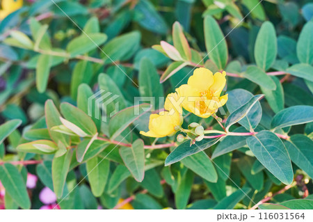 庭に咲くキンシバイの花 116031564