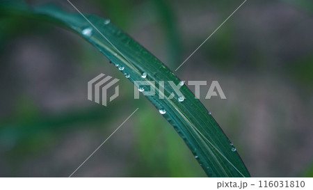 Morning dew drops on a plant leaf Morning dew drops on a plant leaf 116031810