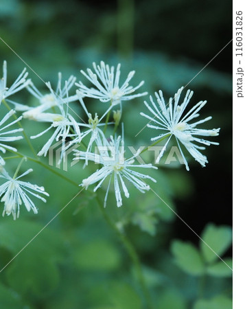 露とカラマツソウ 露とカラマツソウ 116031826
