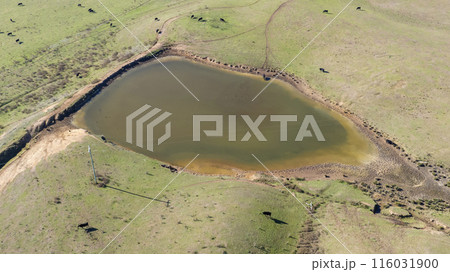 A large herd of cows grazing in a green field near a water dam 116031900