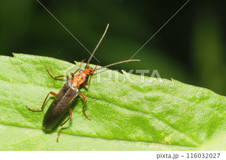 アオカミキリモドキ 116032027