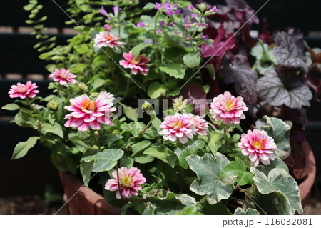 ピンク色ジニアの花寄せ植え ピンク色ジニアの花寄せ植え 116032081